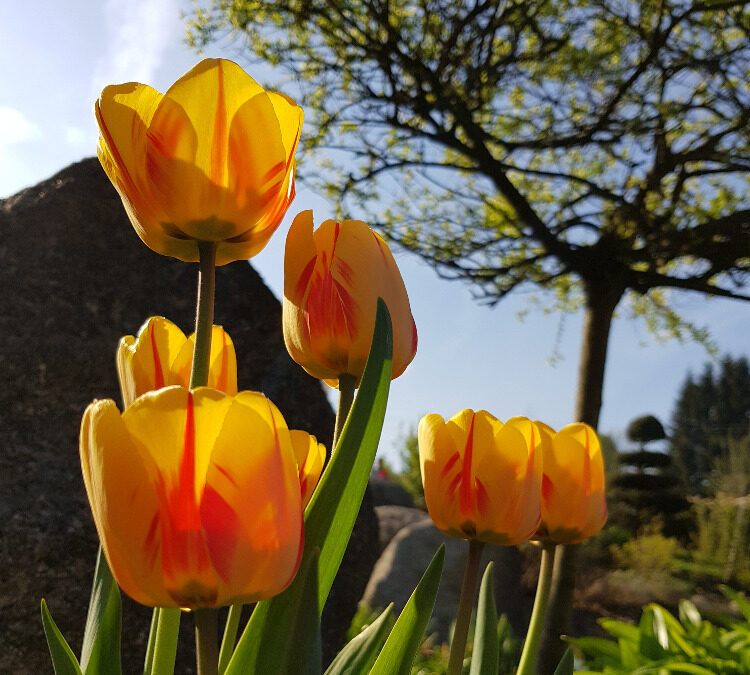 Muži jsou jako kameny, ženy jako květy: Jak vytvořit harmonický vztah