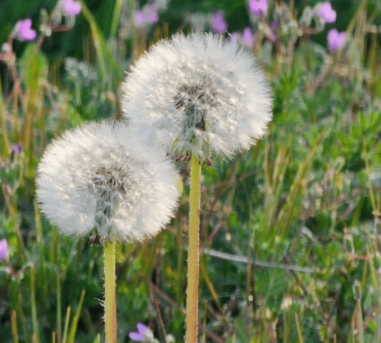 Jak odkvetlé pampelišky ukazují sílu dlouhodobého vztahu